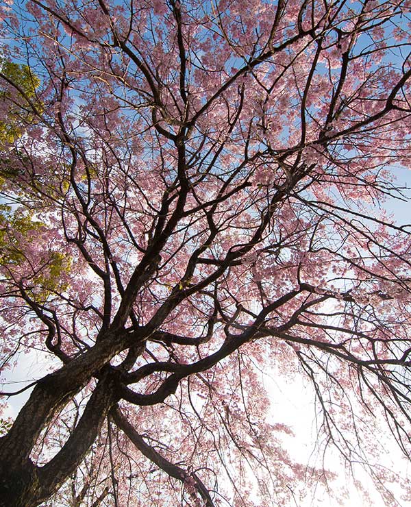 さくらカーニバル2015 特別企画さくらの写真展